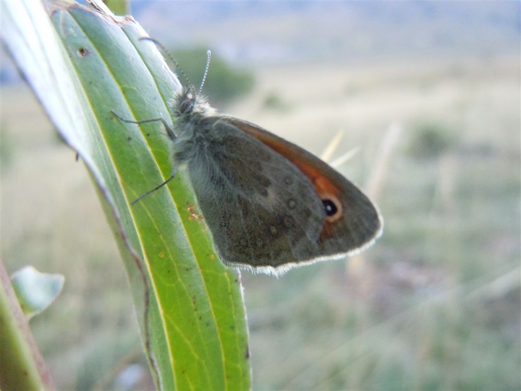 Coenonympha pamphilus